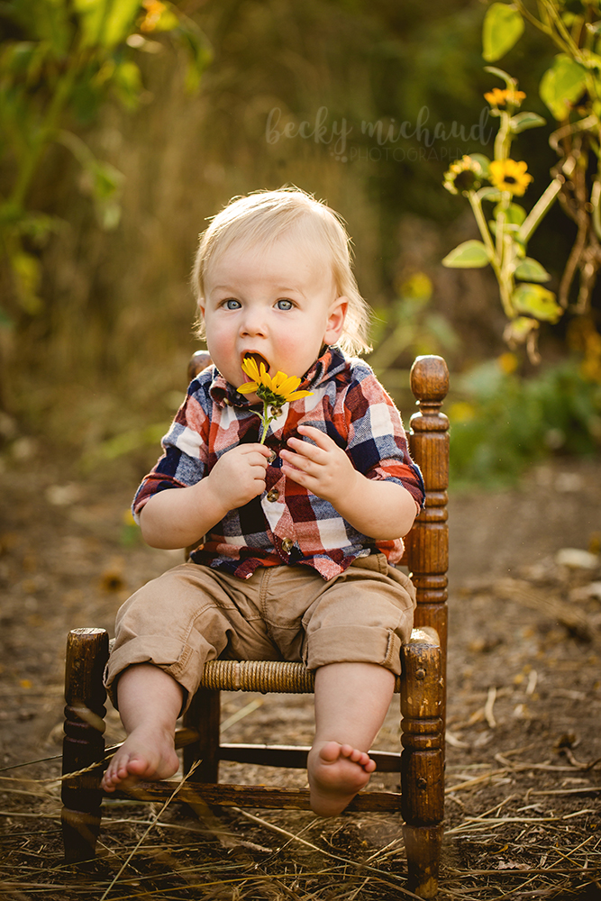 A baby explores the sunflowers at Legacy Park in Fort Collins, Colorado